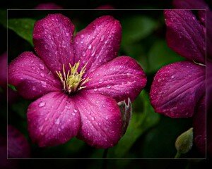 I-1st.Place-NA-05-Morning-Dew