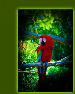 I-Corner-PK-04-Got-My-Eye-On-You